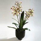Орхидея – Ванда х 3  в горшке