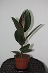 Комнатные растения "Фикус Робуста" (30 см.)