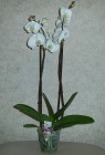 Комнатные растения "Фаленопсис (Орхидея)" 2 ветки