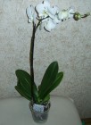 Комнатные растения "Фаленопсис (Орхидея)" 1 ветка