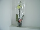 Комнатные растения "Фаленопсис (Орхидея)" 1 ветка