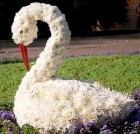 Композиция из цветов "Лебедь"