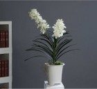 Орхидея Ванда белая в кашпо
