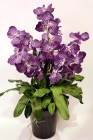 Орхидея Ванда х3 пурпурная