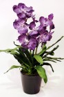 Орхидея Ванда х2 пурпурная