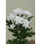 Белая хризантема "Зембла"