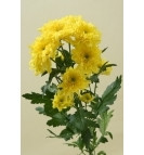 Желтая хризантема "Зембла"