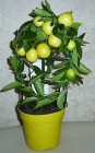 Комнатное растение "Лимон"